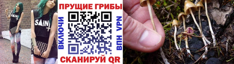 Галлюциногенные грибы Psilocybe  закладка  Белогорск 